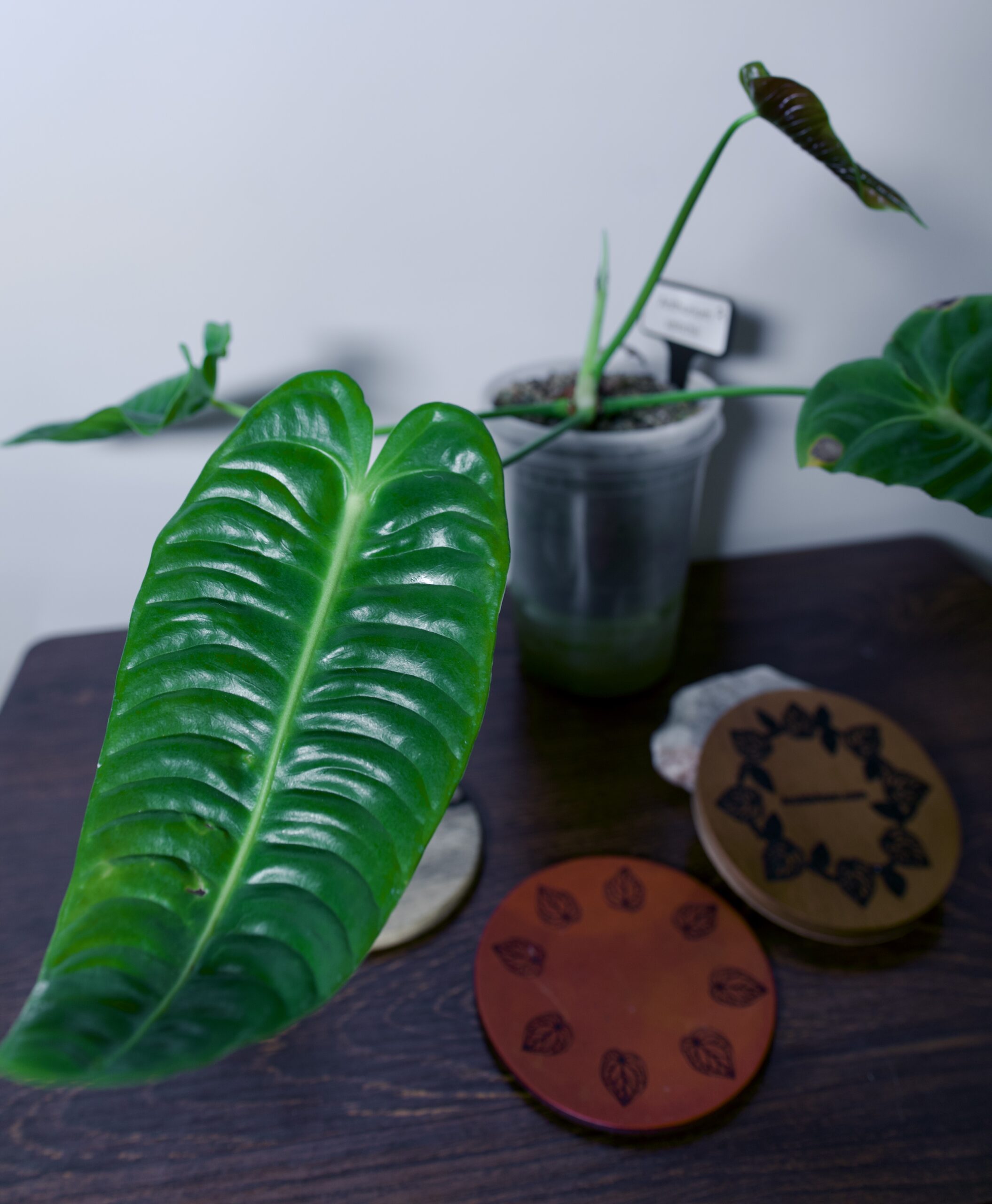 Anthurium Veitchii 2 Aroids Anonymous