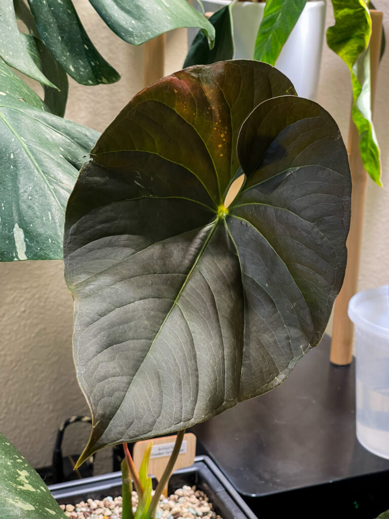 Anthurium Chamberlainianum