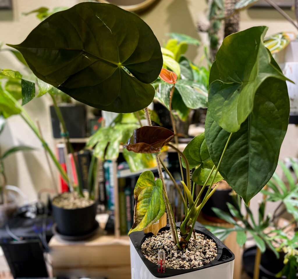 Anthurium Moodeanum