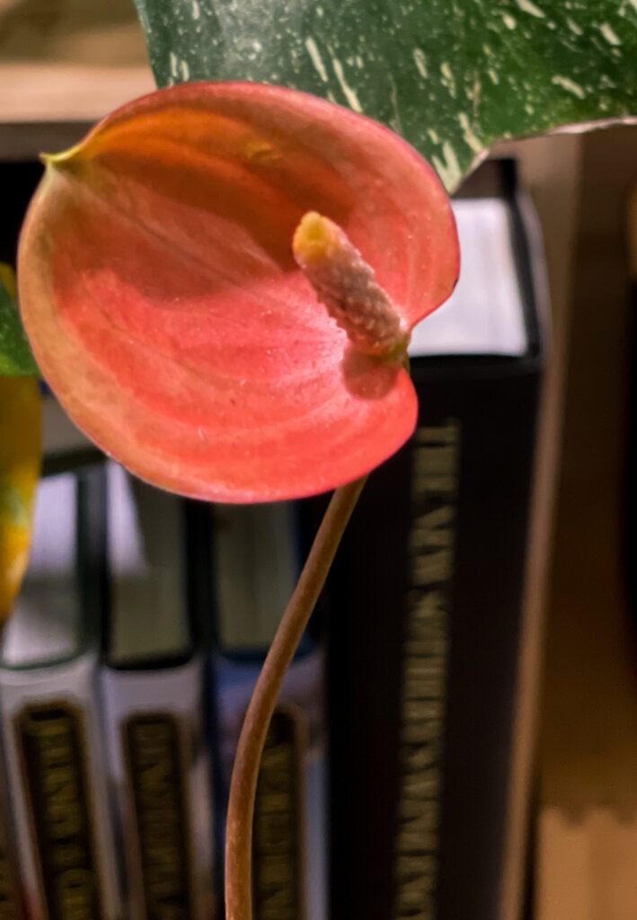 Anthurium Moodeanum