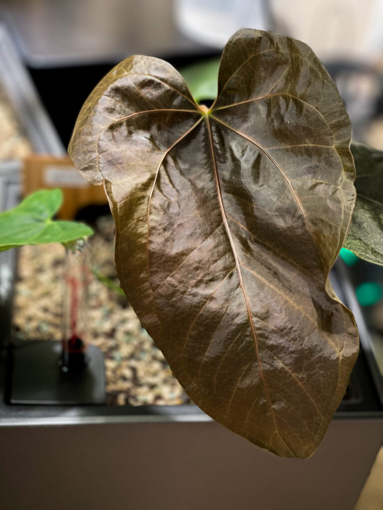Anthurium Queen of Hearts