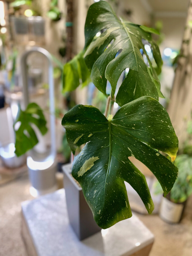 Monstera Thai Constellation — Private Collection