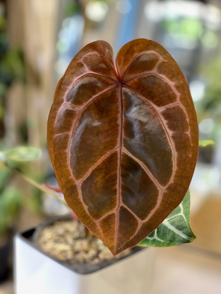 Anthurium Red Crystallinum — Private Collection