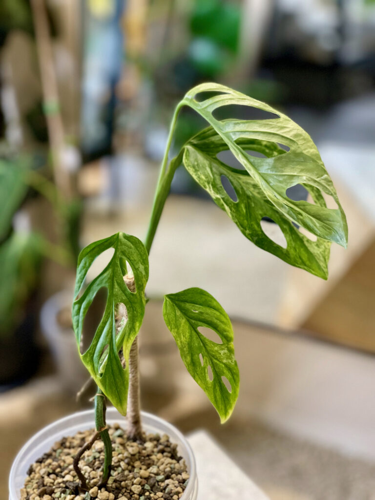 Monstera Adansonii Variegata — Private Collection