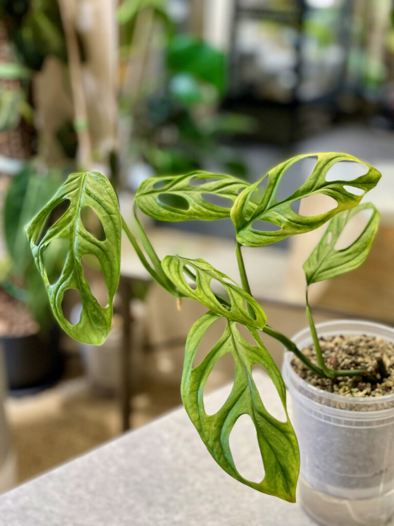 Monstera Adansonii Variegata