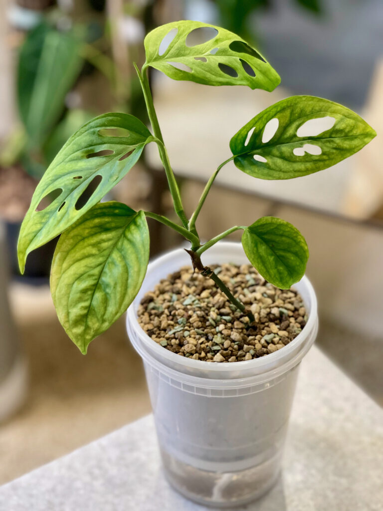 Monstera Adansonii Variegata