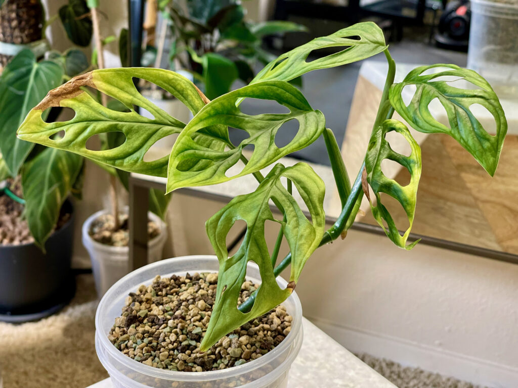 Monstera Adansonii Variegata