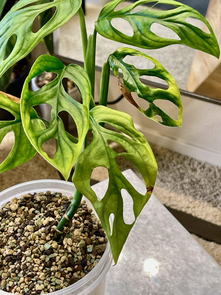 Monstera Adansonii Variegata