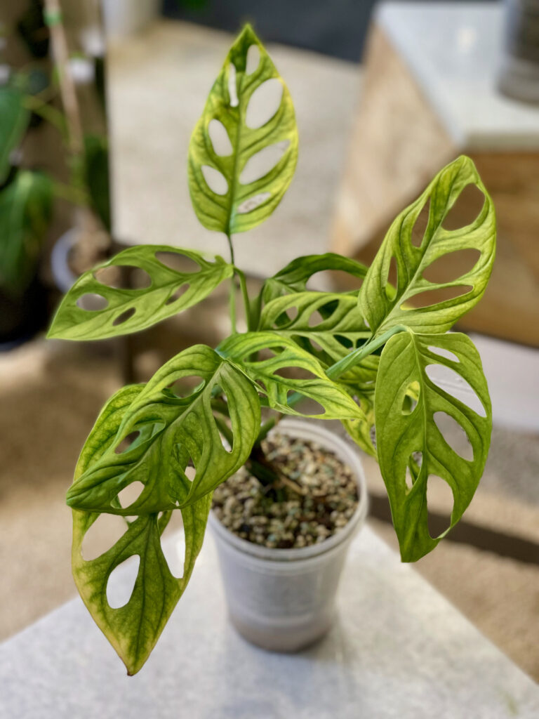 Monstera Adansonii Variegata
