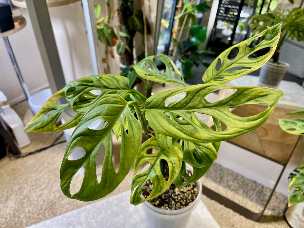 Monstera Adansonii Variegata