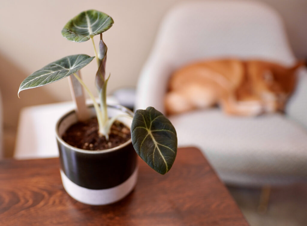 Alocasia Reginula 'Black Velvet'