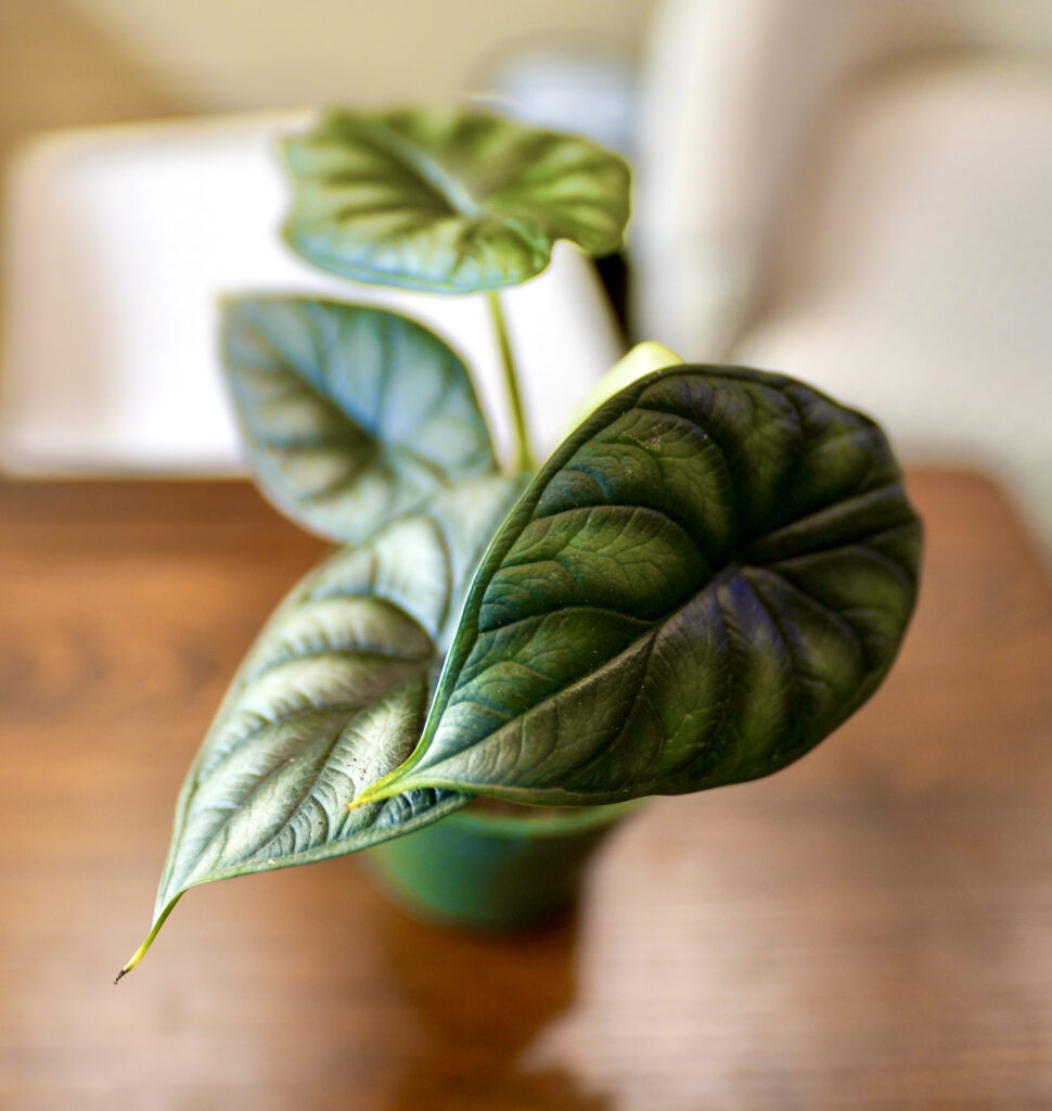 Alocasia Baginda 'Dragon Scale'