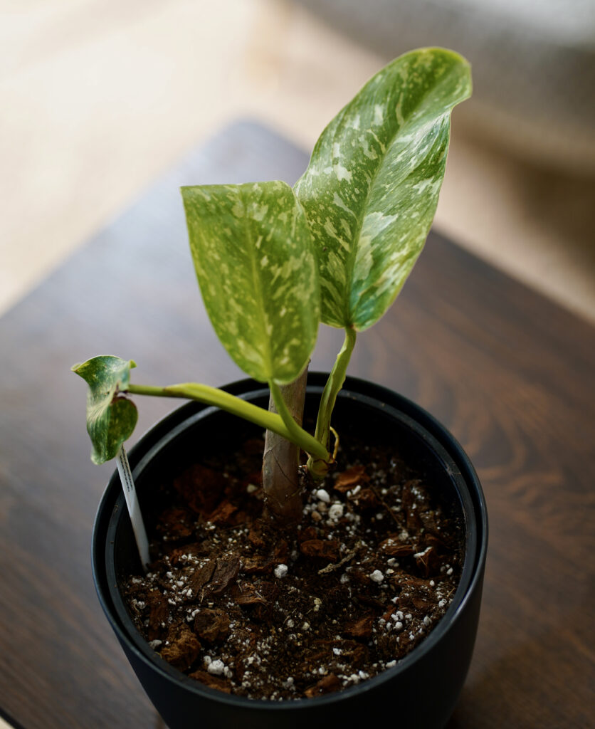 Philodendron Jose Bueno