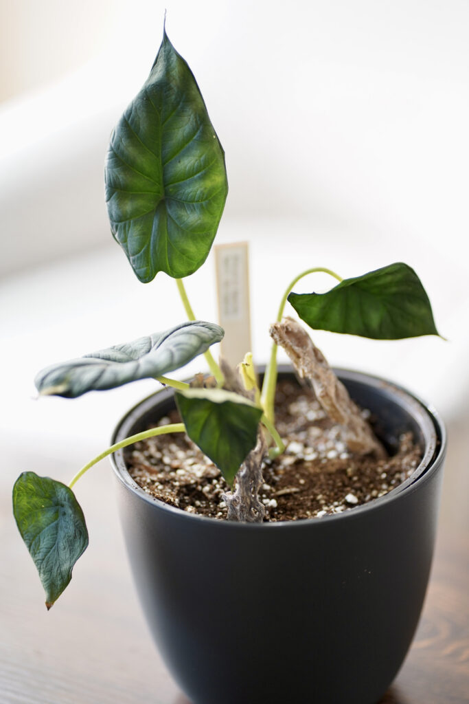 Alocasia Baginda Sport Variegated