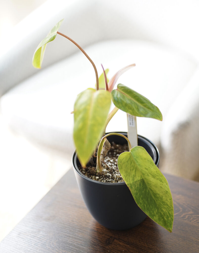 Philodendron Painted Lady