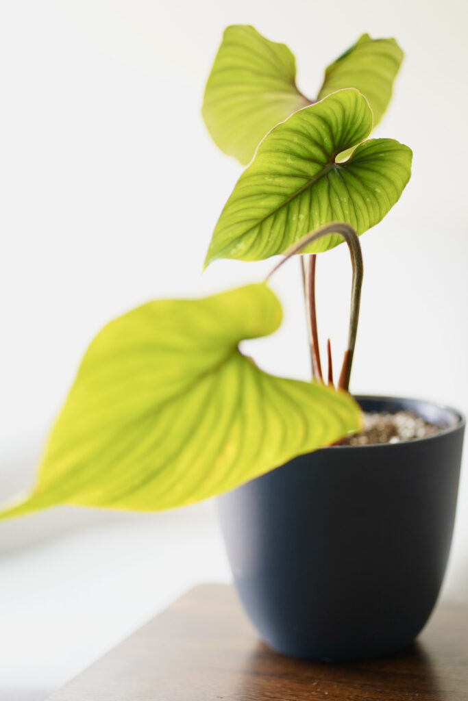 Philodendron Mamei Silver