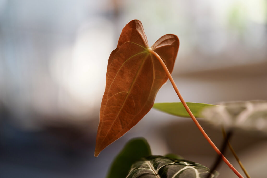 Anthurium Regale × Magnificum