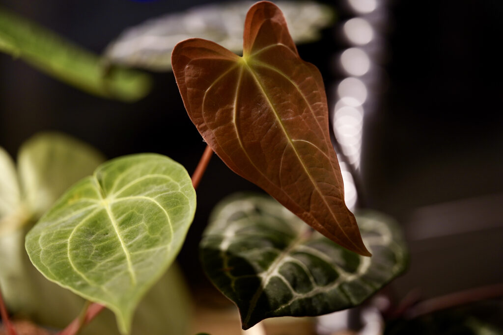 Anthurium Regale × Magnificum