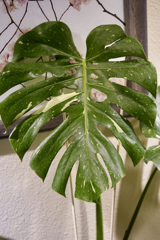 Monstera Thai Constellation