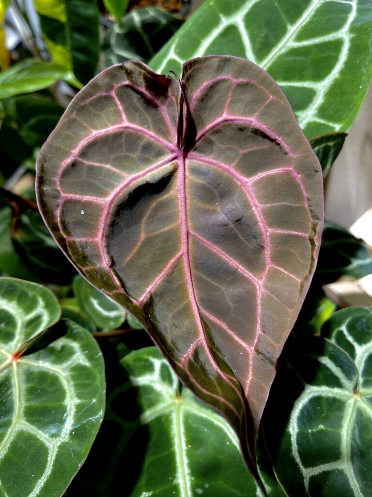Anthurium Red Crystallinum