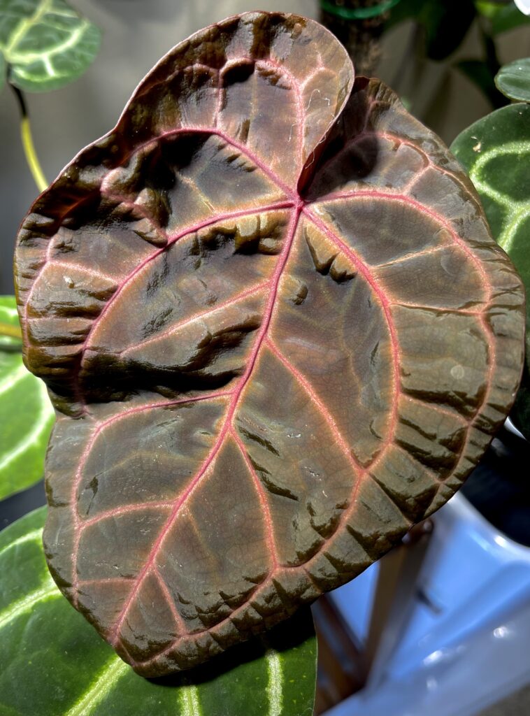 Anthurium Red Crystallinum