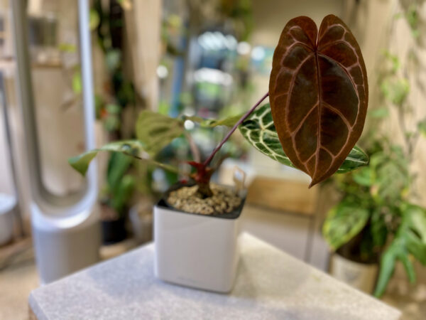 Anthurium Red Crystallinum - #2