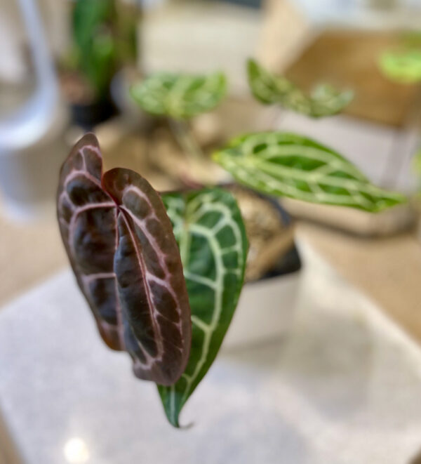 Anthurium Red Crystallinum - #2