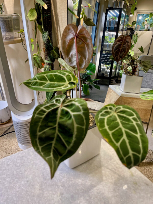 Anthurium Red Crystallinum - #2