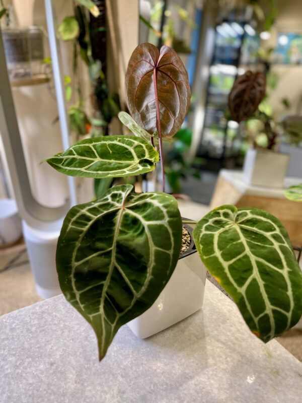 Anthurium Red Crystallinum - #2