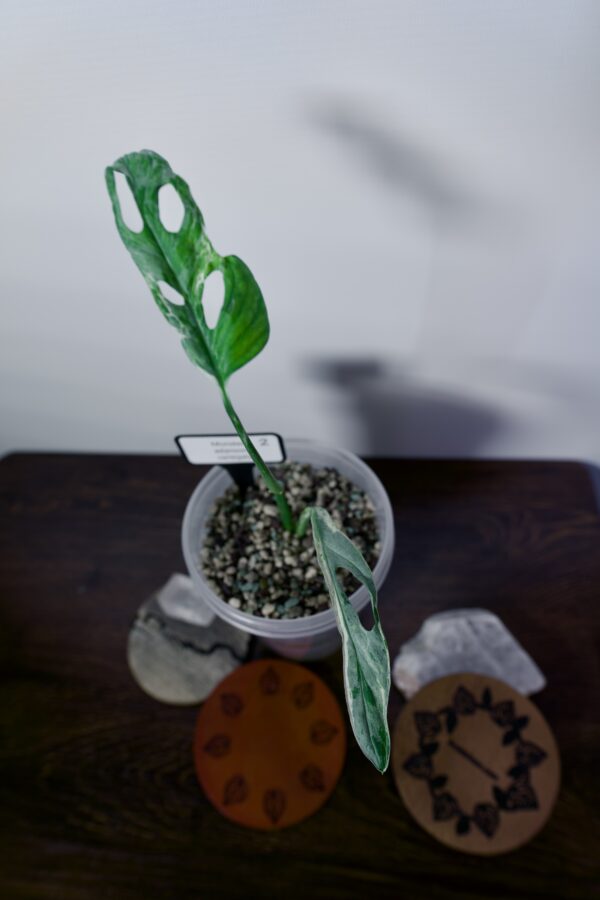 Monstera Adansonii Variegata - #2 - Image 3