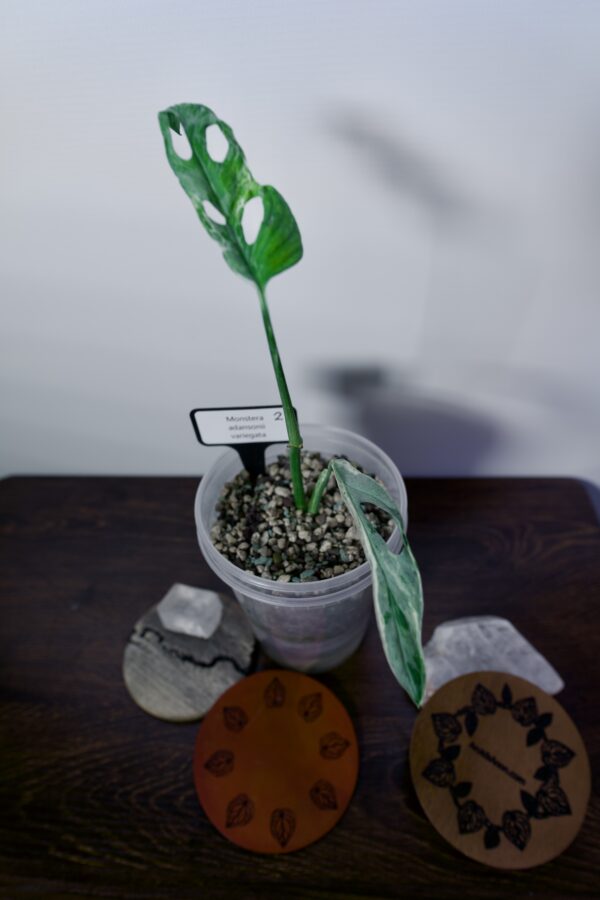 Monstera Adansonii Variegata - #2